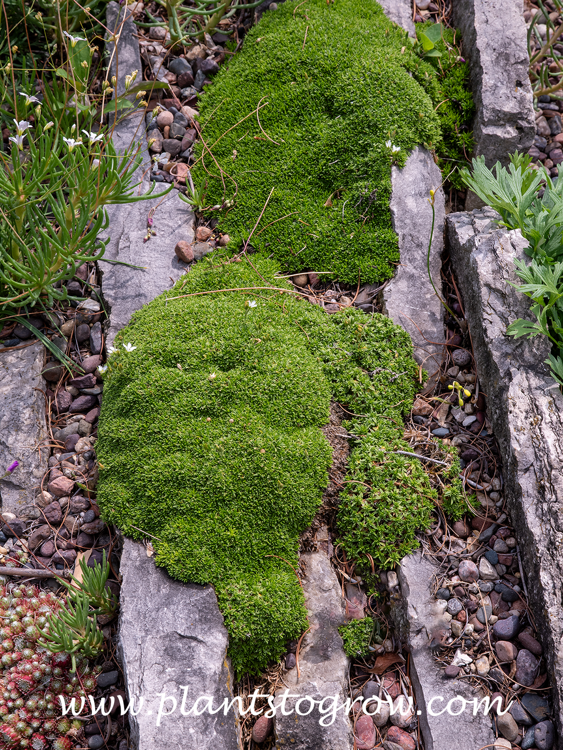 Sandwort (Arenaria tetraquetra ssp granatensis)
These plants were growing in one of the crevice gardens at the gardens.